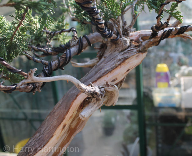 juniper bonsai
